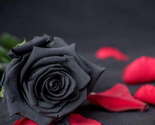 عکس پروف گل سیاه