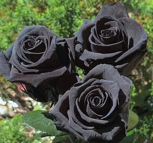 عکس پروف گل سیاه
