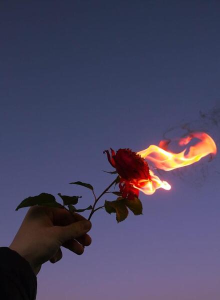 عکس پروف گل رز