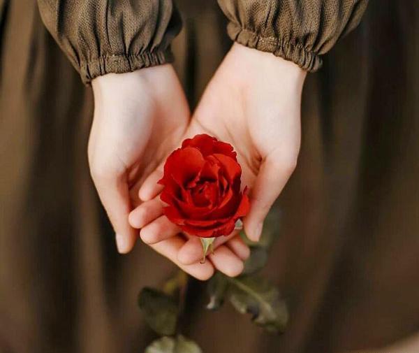 عکس پروف گل رز