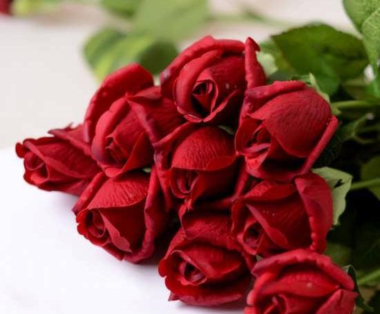 عکس پروف گل رز