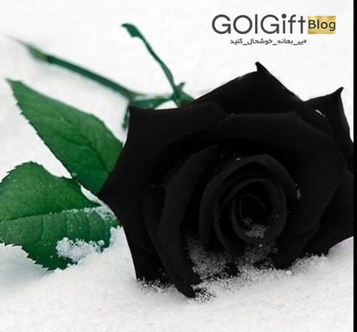 عکس پروف گل رز مشکی
