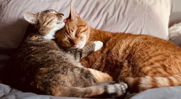 عکس پروف گربه عاشقانه