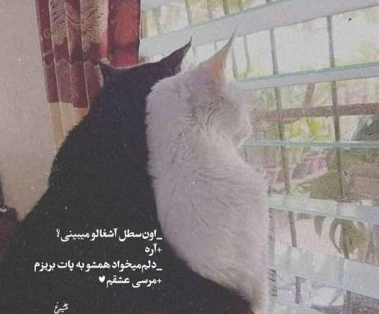 عکس پروف گربه عاشقانه