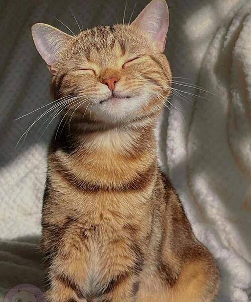 عکس پروف گربه ناز