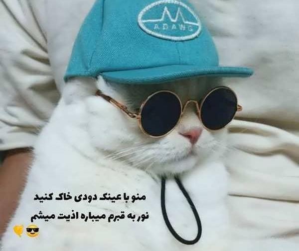 عکس پروف گربه خفن