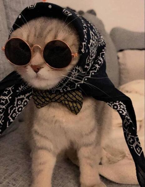 عکس پروف گربه خفن