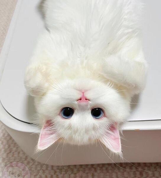 عکس پروف گربه ملوس