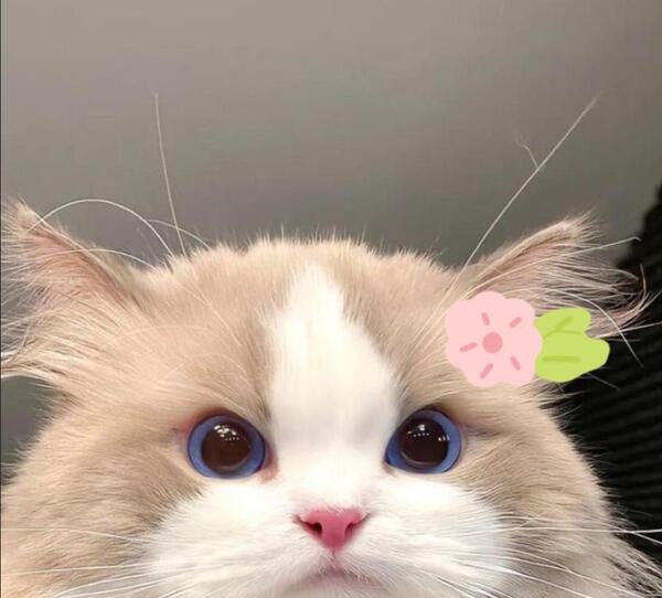 عکس پروف گربه ملوس