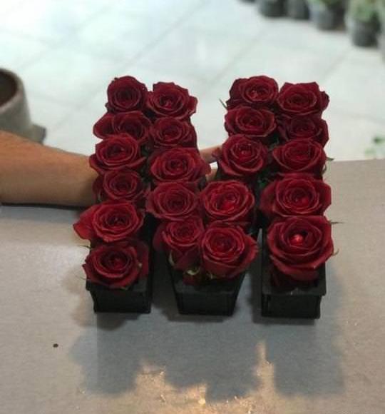 عکس پروف گل قرمز
