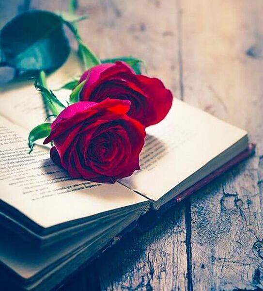 عکس پروف گل قرمز