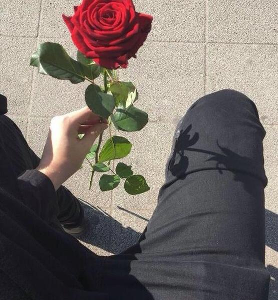 عکس پروف گل رز قرمز