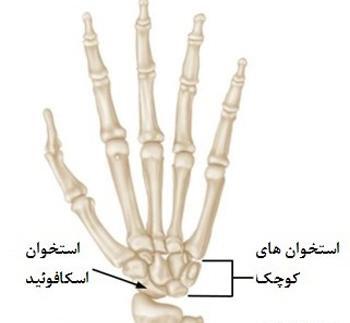 عکس ام ار ای مچ دست سالم