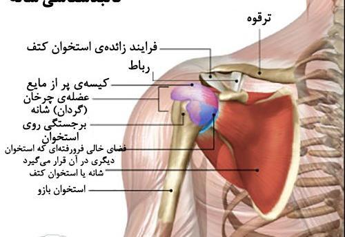 پارگی کتف عکس ام ار ای شانه سالم