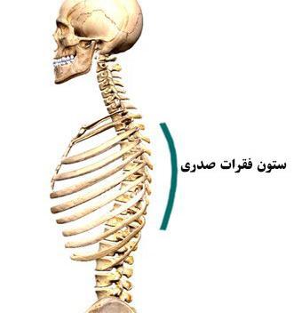 عکس ام ار ای دنبالچه سالم