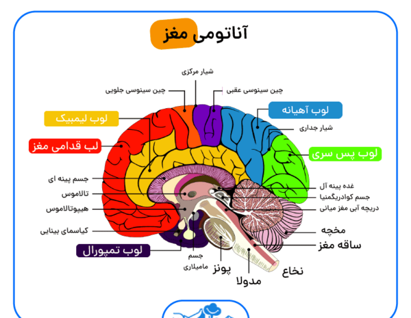 افسردگی عکس ام ار ای مغز سالم