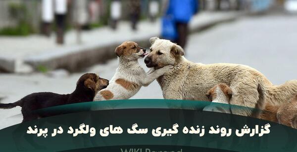 عکس سگ ویرگول