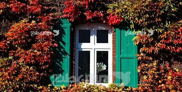 عکس آیوی و بین