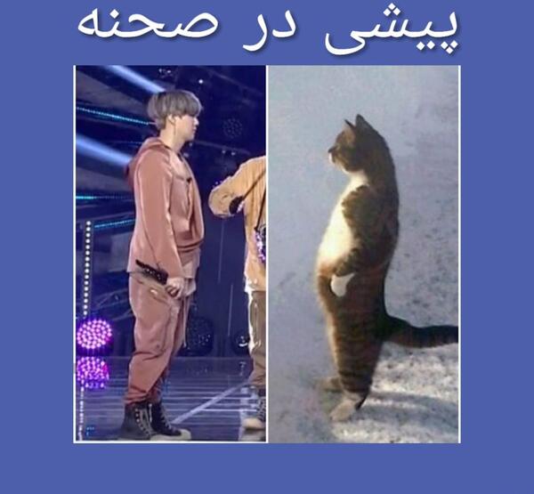 عکس شوگا با گربه