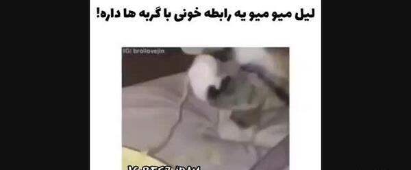عکس شوگا با گربه