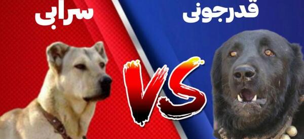 عکس سگ قدرجونی بزرگ