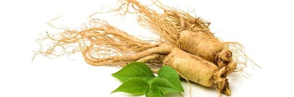 عکس ریشه گیاه جینسینگ