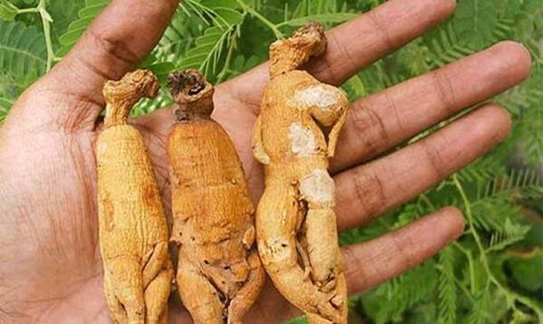 عکس ریشه گیاه جینسینگ