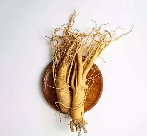 عکس ریشه گیاه جینسینگ