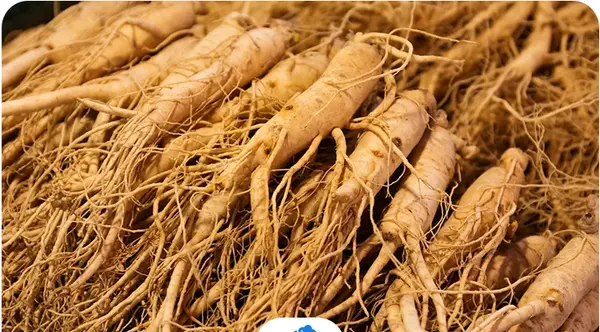عکس ریشه گیاه جینسینگ