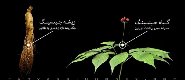 عکس ریشه گیاه جینسینگ