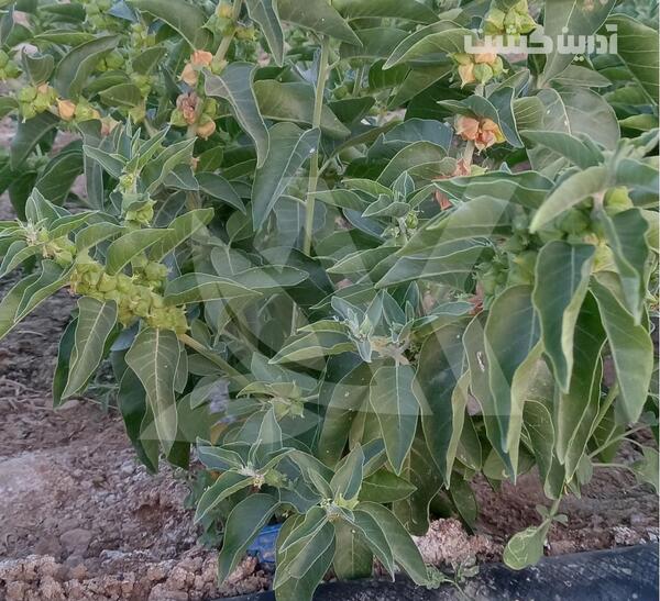 عکس جینسینگ هندی