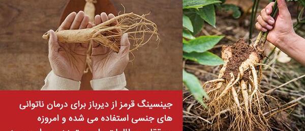 عکس جینسینگ خشک شده