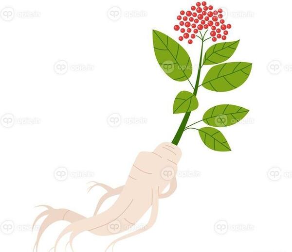 عکس جینسینگ سفید