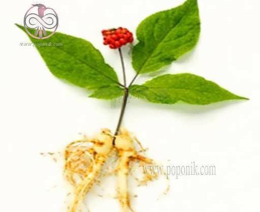 عکس جینسینگ کره ای