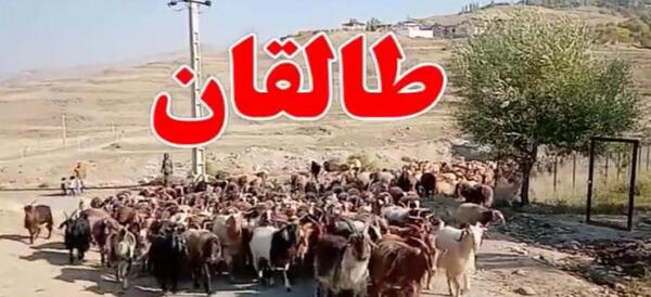 عکس زنگوله گوسفند