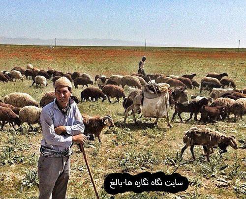 عکس زنگوله گوسفند