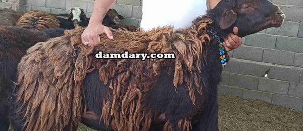 عکس زنگوله گوسفند
