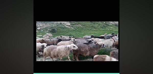 عکس زنگوله گوسفند