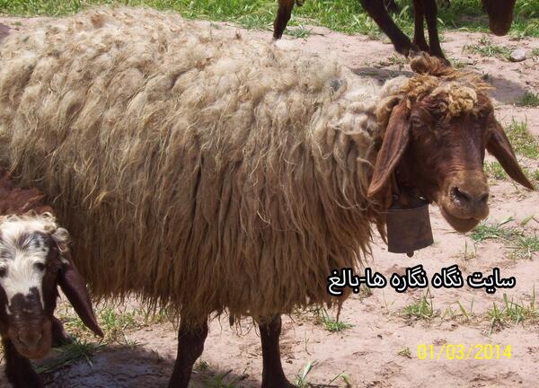 عکس زنگوله گوسفند