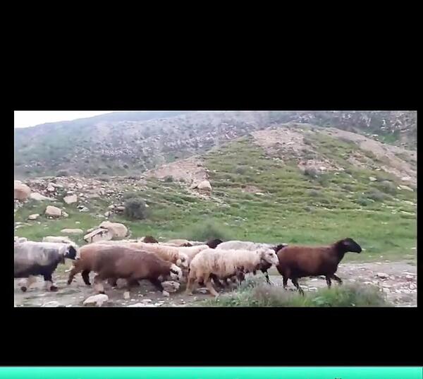 عکس زنگوله گوسفند