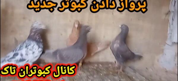 عکس زنگوله کبوتر