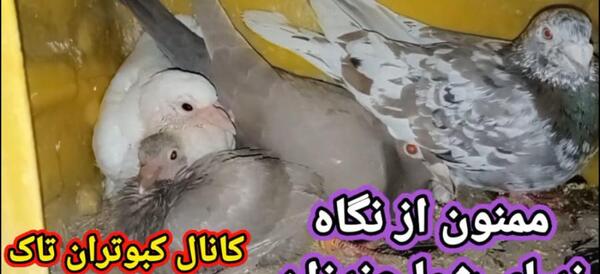 عکس زنگوله کبوتر