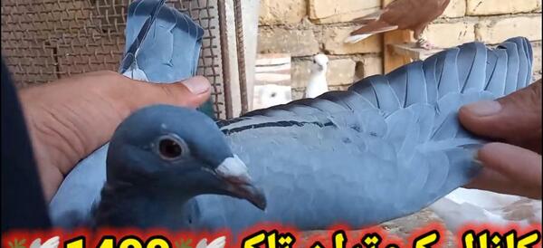 عکس زنگوله کبوتر