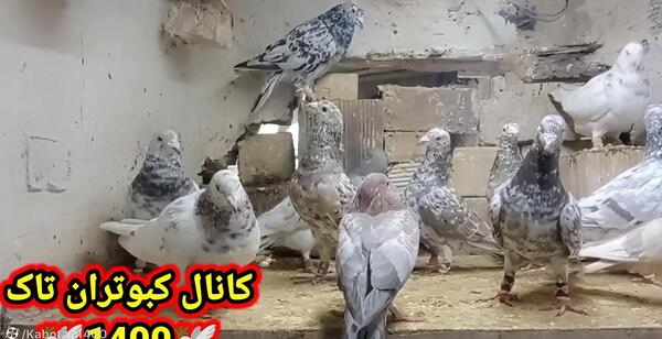 عکس زنگوله کبوتر