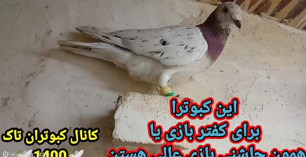 عکس زنگوله کبوتر