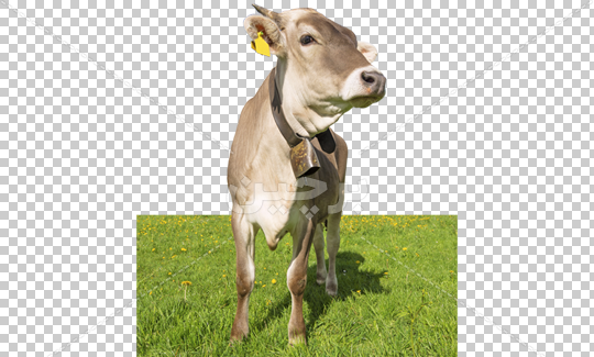 عکس زنگوله گاو