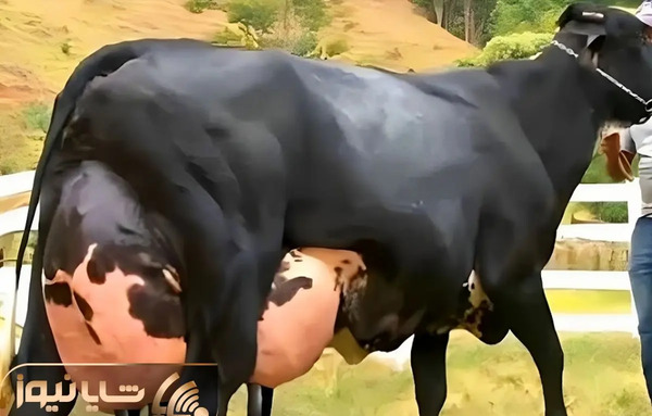 عکس زنگوله گاو