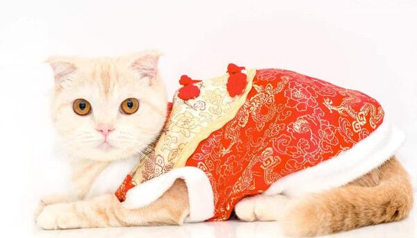 عکس لباس زن گربه ای