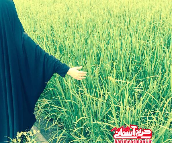 عکس زن در طبیعت شمال