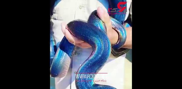 عکس مار سارا و نیکا